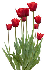Wall Mural - tulipes rouges