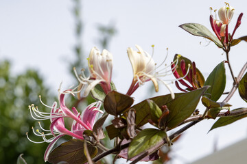Wall Mural - Lonicera japonica 'Red World'