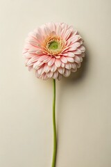 Poster - Elegant Single Flower With Rounded Petals on a Light Background. Generative AI