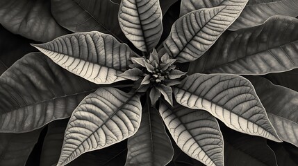 Wall Mural - Monochrome Poinsettia Leaves Centered Composition