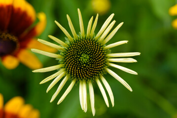 Wall Mural - Yellow and white chamomile close-up.White flower top view.