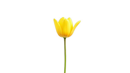 Poster - A single yellow tulip sits alone on a clean white canvas created using generative artificial intelligence techniques_001pn