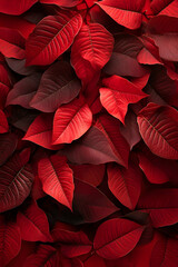 Wall Mural - Abstract background with red Poinsettia leaves. Vertical composition.