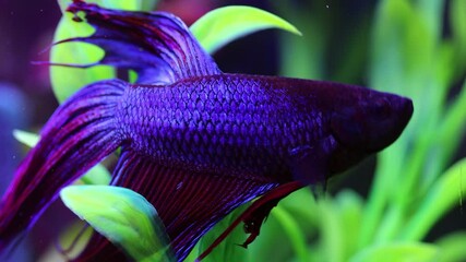 Poster - Betta fish, or Siamese cockerel, Betta splendens.
