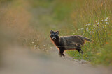 Jenot (Nyctereutes) raccoon dog