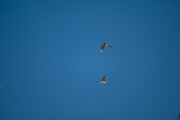 Poster - birds in flight