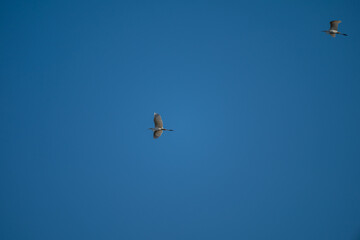 Poster - White heron flying against blue sky