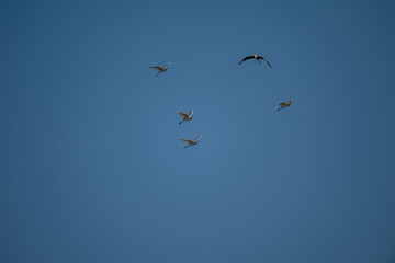 Poster - birds in the sky