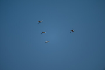 Poster - birds in flight against blue sky