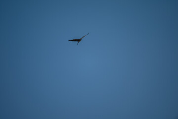 Poster - Grey Heron in Flight Against Blue Sky