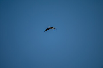 Poster - Grey Heron in Flight Against Blue Sky