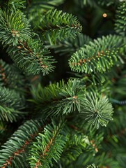 Wall Mural - Close-up of lush evergreen tree branches