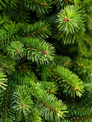 Wall Mural - Close-up of vibrant green pine needles