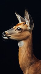 Aufkleber - A close-up profile of a deer against a dark background, showcasing its features.