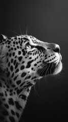 Poster - A black and white portrait of a leopard gazing upwards, highlighting its striking features.