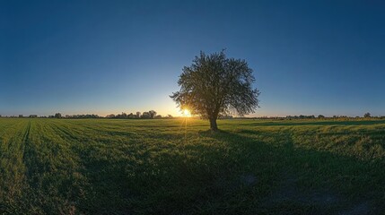 Wall Mural - A lone tree stands in a field at sunset, with the sun shining through its branches.