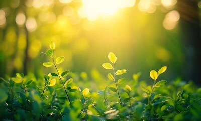 Poster - Serene sunlit forest with lush green foliage and tiny seedlings in morning glow : Generative AI