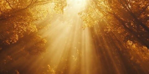 Wall Mural - Golden light beams through the trees in a misty forest.