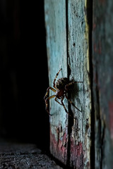 Wall Mural - Spider lurking in a dark corner of an old barn