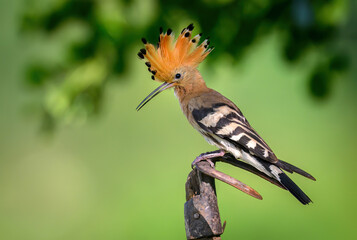 Wall Mural - eurasian hoopoe bird in early morning light ( upupa epops )