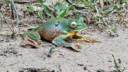 Wall Mural - Vibrant Green Frog on Sandy Ground