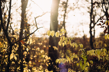 Wall Mural - sunset in the forest