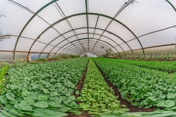 Poster - A greenhouse filled with rows of vibrant green plants, showcasing agricultural cultivation.
