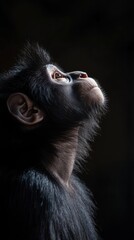 Aufkleber - A close-up portrait of a monkey gazing upward, showcasing its expressive features.