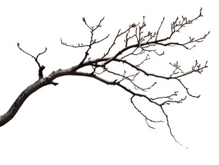 Wall Mural - A Bare Tree Branch with Emerging Buds in Spring