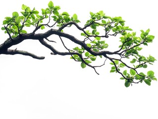 Wall Mural - Branch of a tree with green leaves against a white background