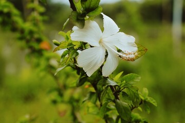 Hibiscusflower white floral in the garden blur background