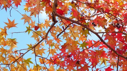 Wall Mural - Blue sky and bright red leaves, autumn scenery