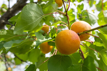 Wall Mural - branch of the ripe apricots in the orchard