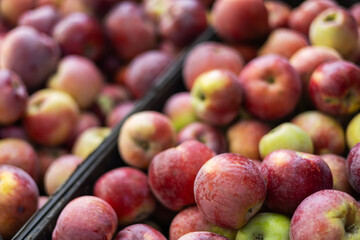 Wall Mural - Food farm industry. Harvesting apple fruit. Pile of freshly harvested organic apples. Healthy eating concept