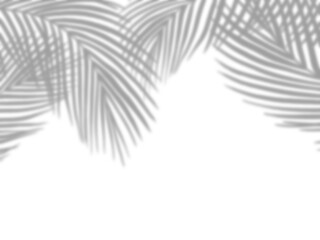 Fototapete - Shadow Palm Leaves silhouette ,Blurry Tropical Coconut Leaf Overlay, Element object for Spring Summer, Mock up Product Presentation...