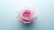 © setiadio - A close-up of a delicate pink rose against a soft blue background.