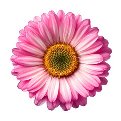 pink gerber daisy isolated on transparent background cutout