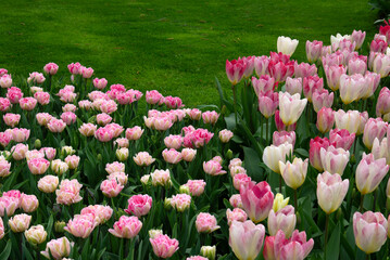 Wall Mural - tulips flowers blooming in the spring