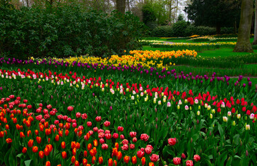 Wall Mural - park of blooming flowers in the netherlands,