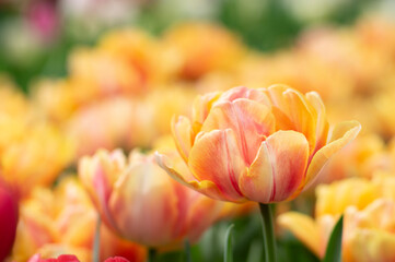 Wall Mural - tulips flowers blooming in the spring