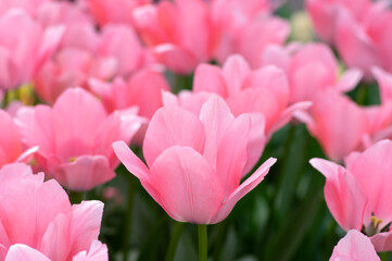 Wall Mural - tulips flowers blooming in the spring