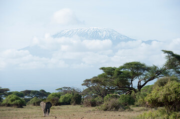 Wall Mural - Evening atmosphere at Kilimanjaro