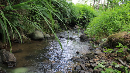 Wall Mural - photo of stream in natural forest