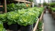 © Farah - Fresh Green Lettuce Plants Growing in a Vibrant Greenhouse Environment Surrounded by Lush Vegetation and Natural Light, Ideal for Agriculture and Gardening Themes
