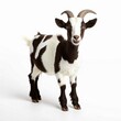 © Marina - A black-and-white goat stands on a plain white background, showcasing its curved horns. AI generated.