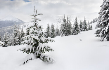 Wall Mural - winter landscape of mountains in fir forest and glade in snow. carpathian mountains