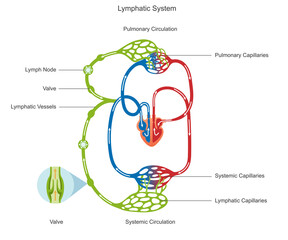 Lymphatic circulation moves lymph through vessels and nodes, aiding immunity and fluid balance