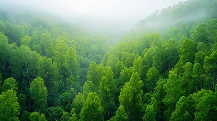 Poster - Misty Forest Landscape with Lush Vegetation and Tranquil Atmosphere A Serene and Enchanting Scene Capturing the Beauty and Richness of Nature s Untamed Wilderness