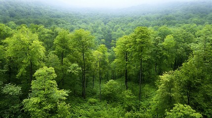 Poster - Lush evergreen forest canopy filled with different tree species and abundant greenery highlighting the vibrant biodiversity of the woodland ecosystem