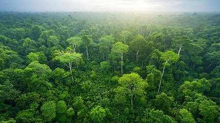 Poster - Breathtaking wide angle view of a dense lush forest landscape filled with a diverse array of trees plants and foliage creating a vibrant thriving ecosystem teeming with life and natural beauty